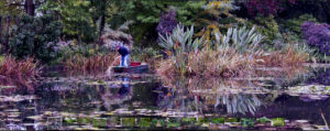 Botanical Gardens New York - Water Lilies (pink)