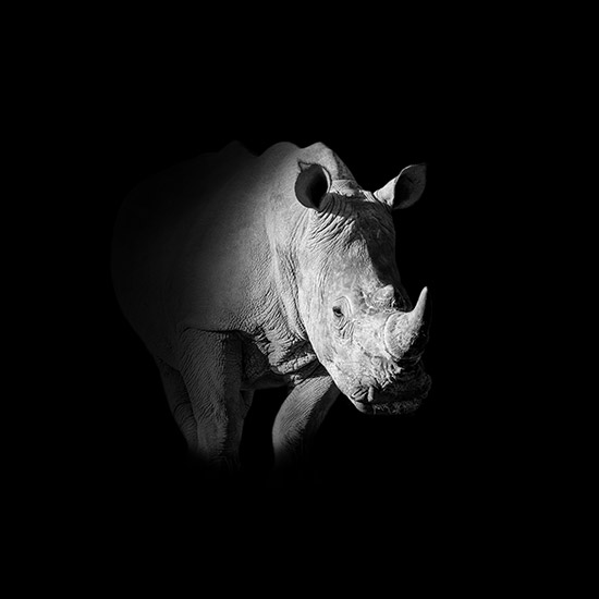 White Rhino - Cathy Withers-Clarke