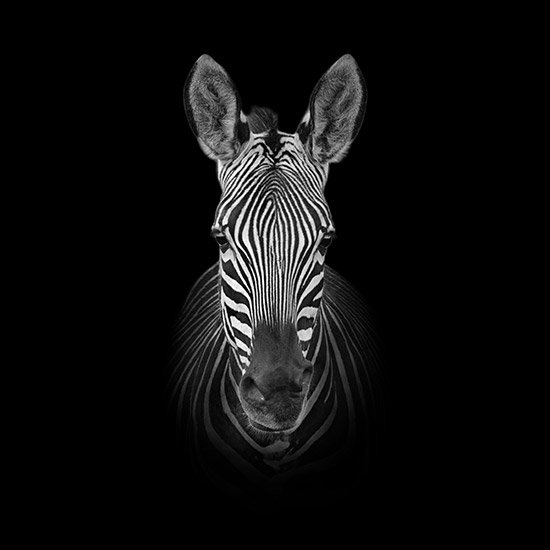 Monochrome Zebra Portrait - Cathy Withers-Clarke